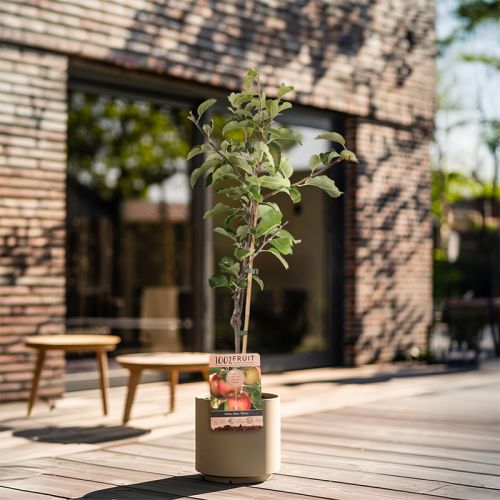 Frugttræ 95 cm - Billede 12